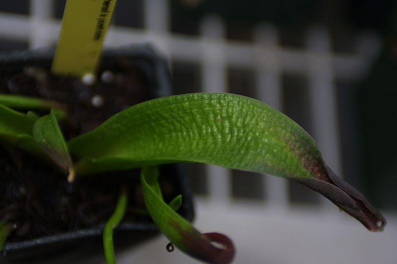 Lachenalia sp. Pustulata Blue