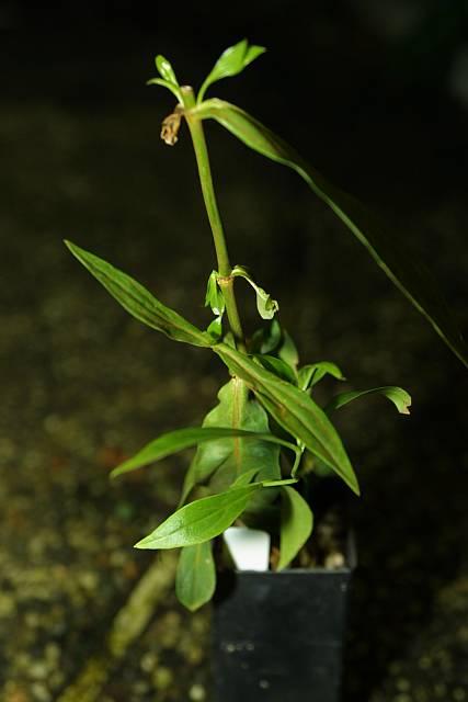 Lisianthus nigrescens