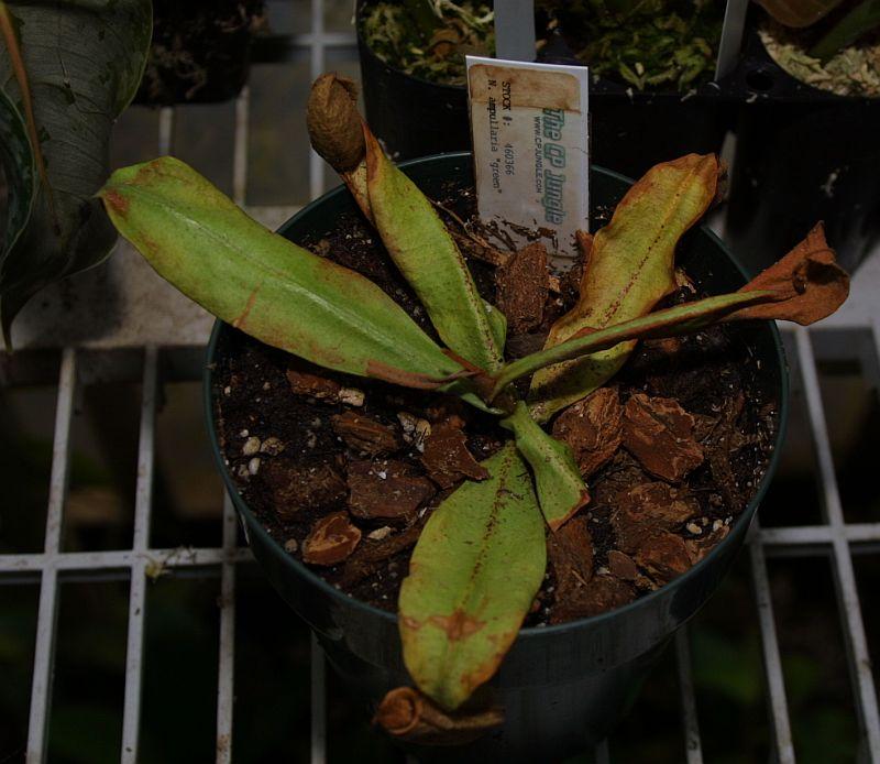 Nepenthes ampullaria