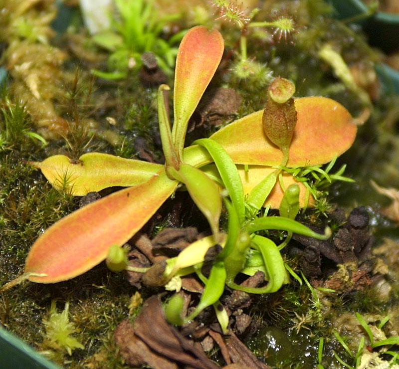 Nepenthes ovata