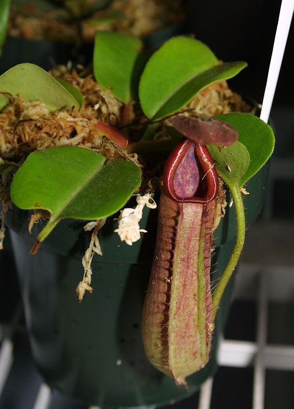 Nepenthes truncata Paisan Highland