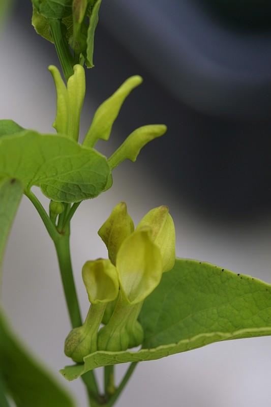 Aristolochia clematis