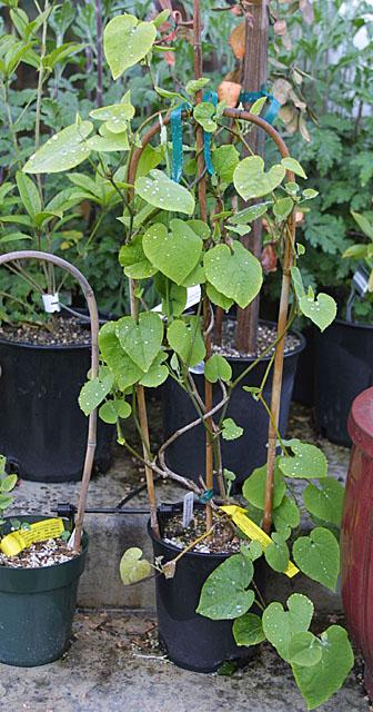 Aristolochia manshuriensis