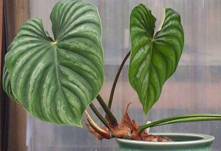 Philodendron plowmanii