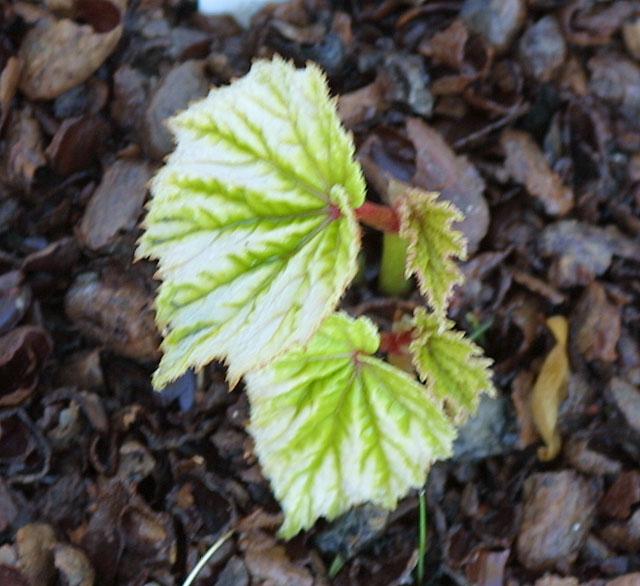 Begonia grandis white