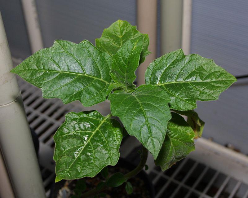 Brugmansia sanguinea