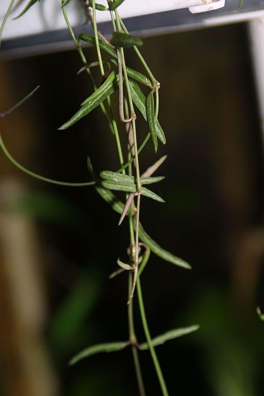 Ceropegia linearis