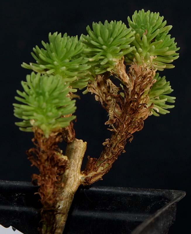 Sedum multiceps