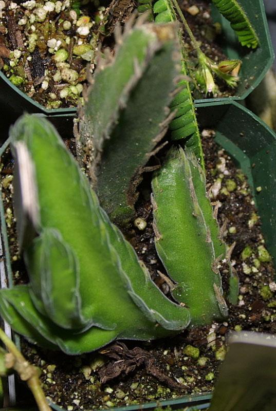 Stapelia sp.