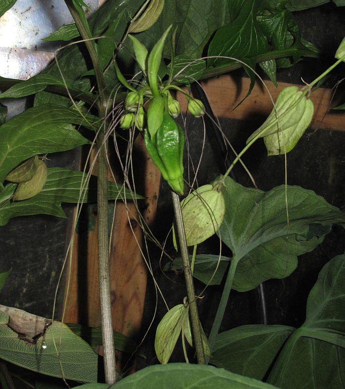 Tacca leontopetaloides