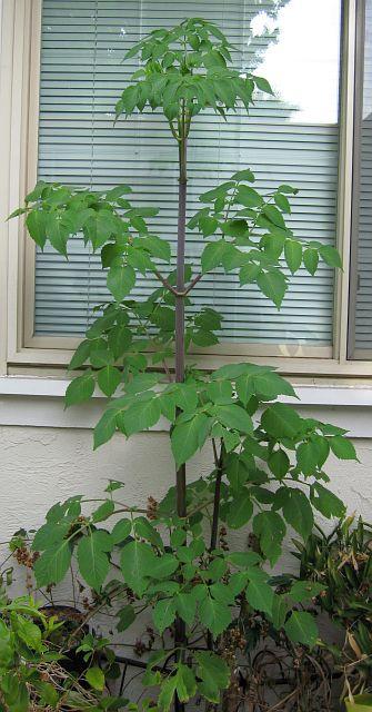 Dahlia imperialis