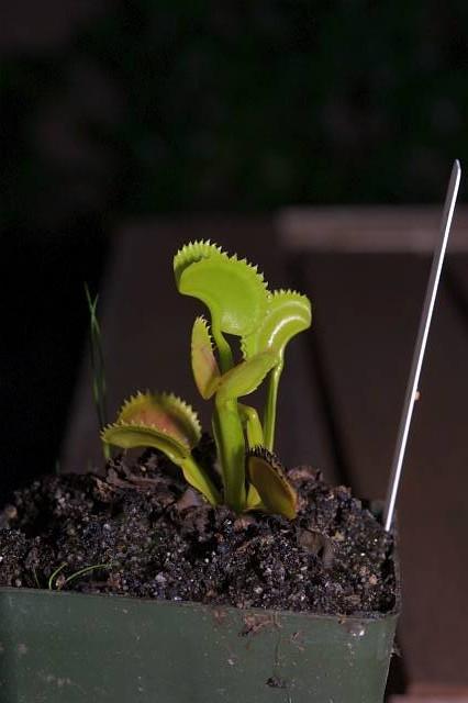 Dionaea muscipula Dentate