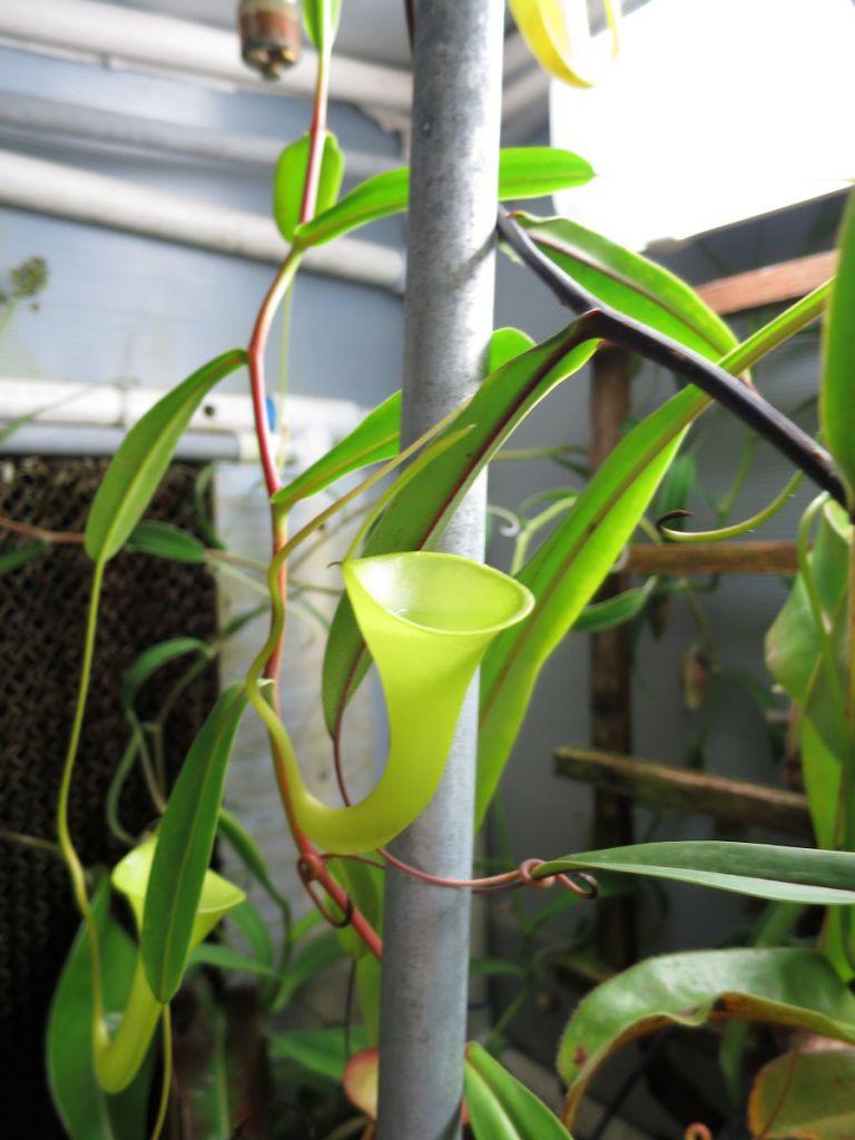 Nepenthes inermis