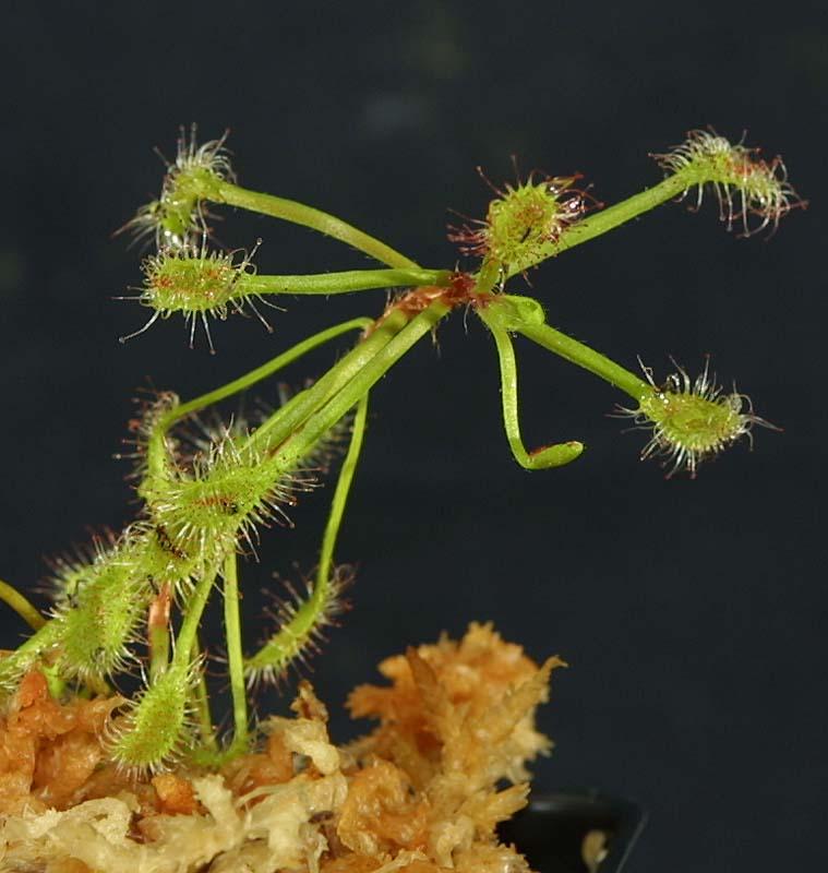 Drosera madagascariensis