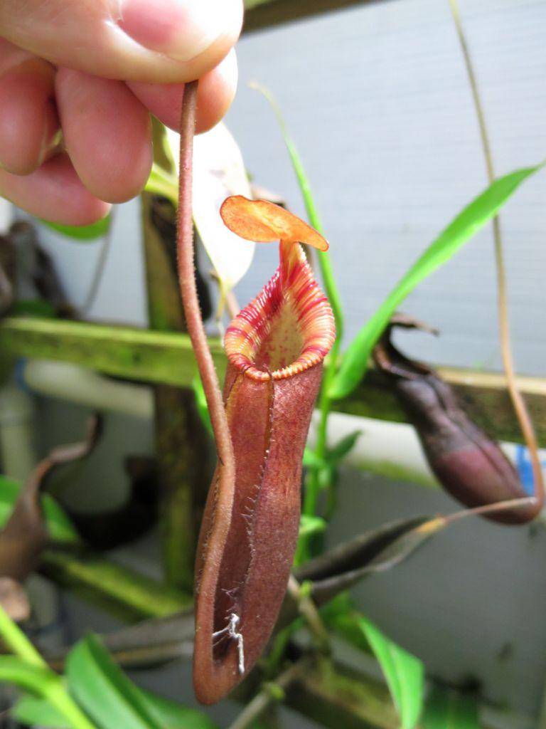 Nepenthes diatas