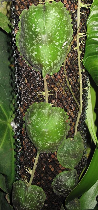 Hoya imbricata