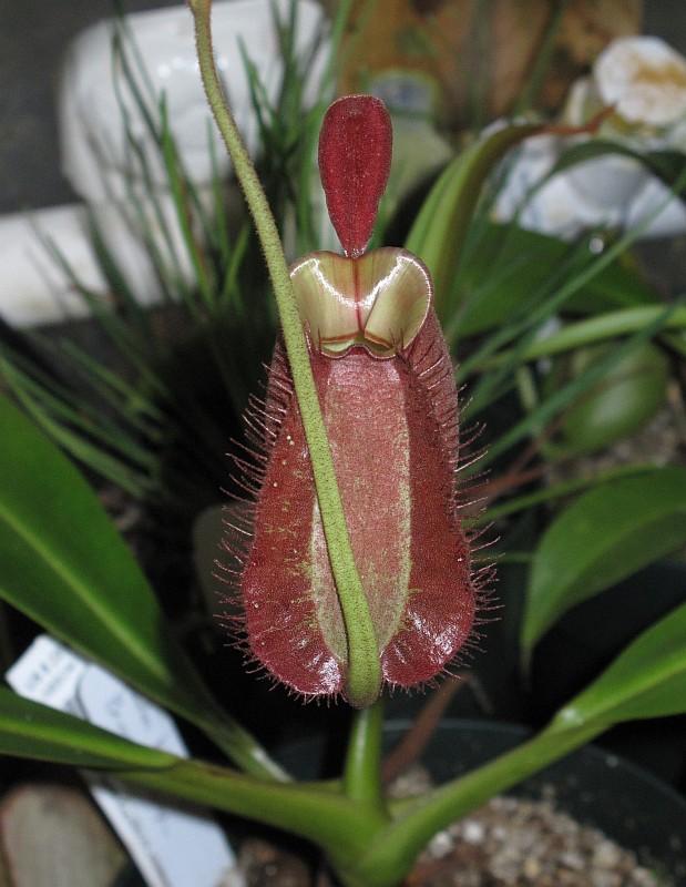 Nepenthes ampullaria Brunei Red