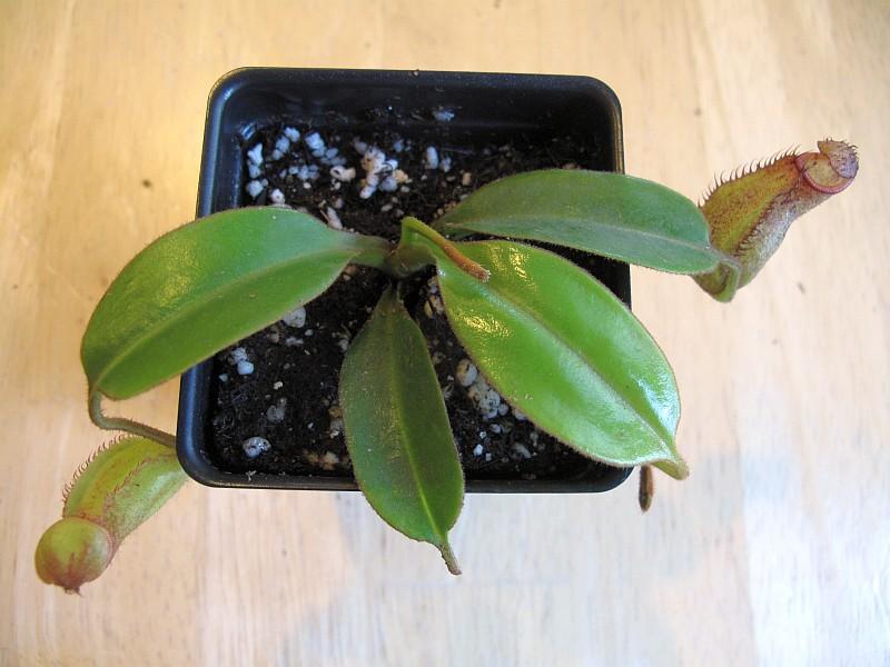 Nepenthes petiolata