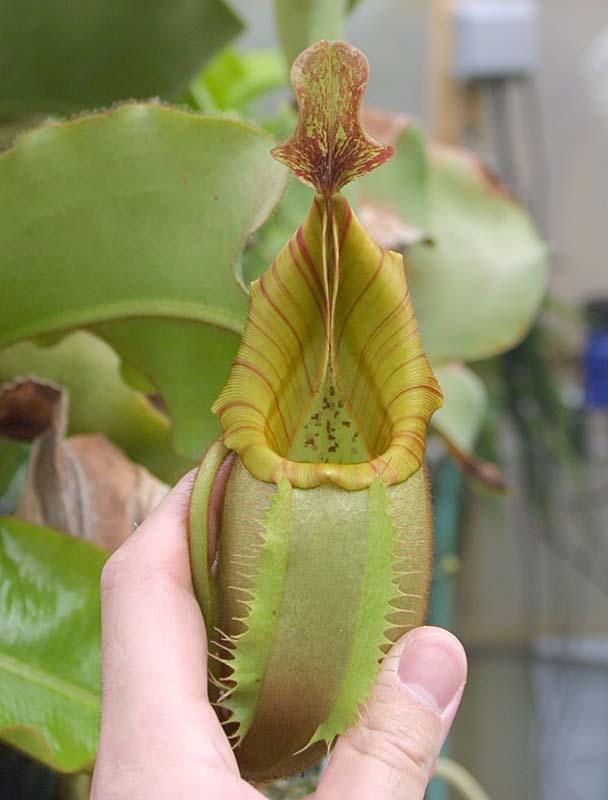 Nepenthes veitchii 