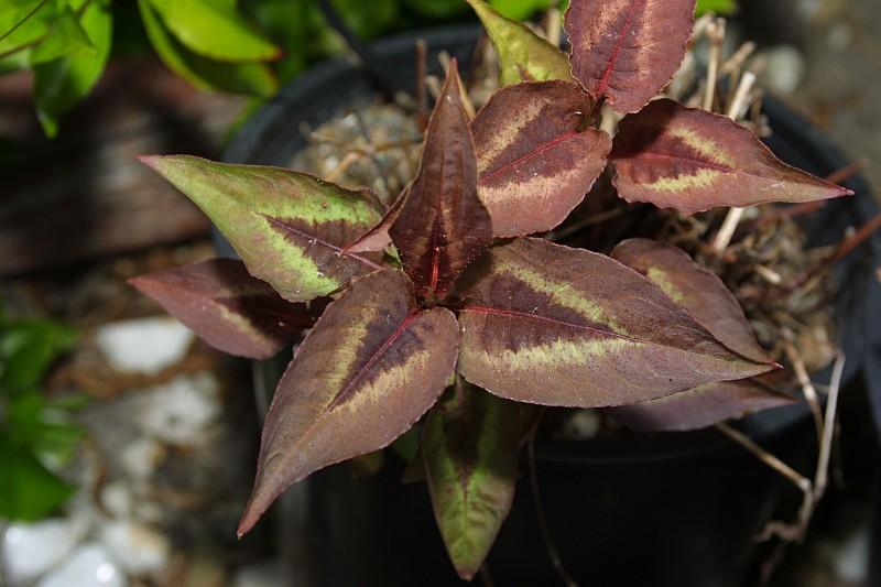 Persicaria microcephala Chocolate Dragon