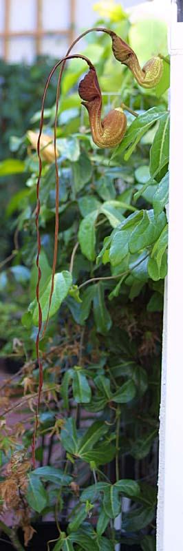 Aristolochia trilobata