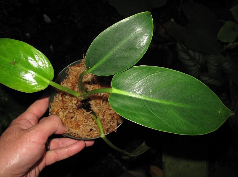 Philodendron pusilum