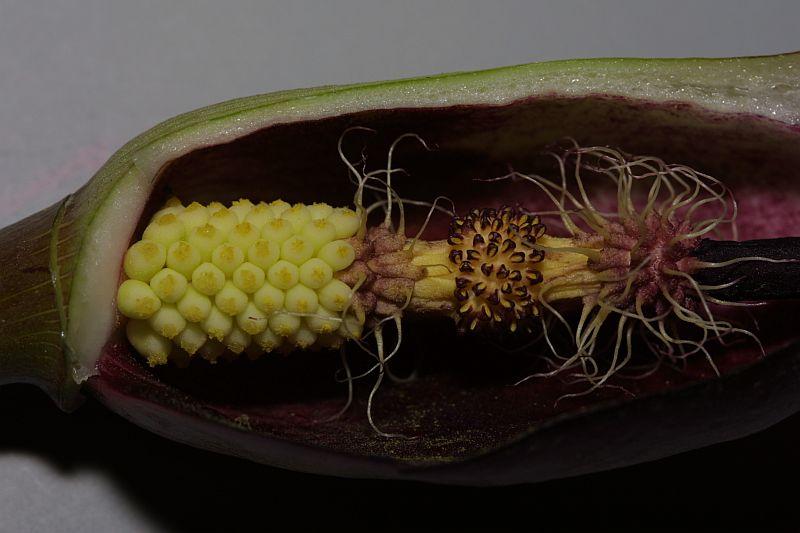 Arum purpureospathum