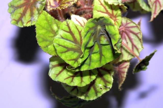 Begonia nimbaensis