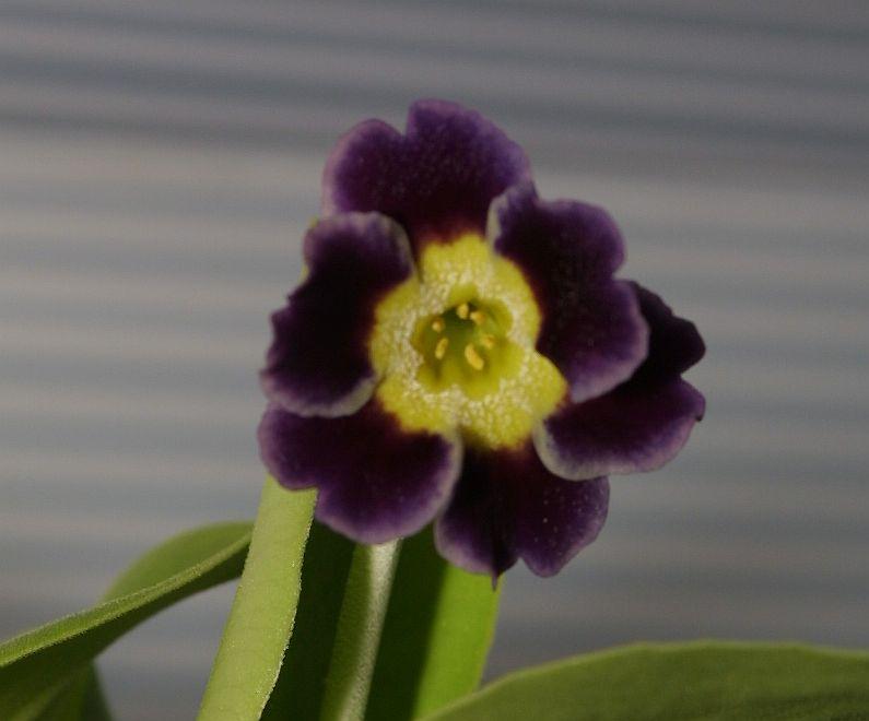 Primula auricula HB #5