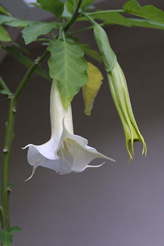 Brugmansia x candida 