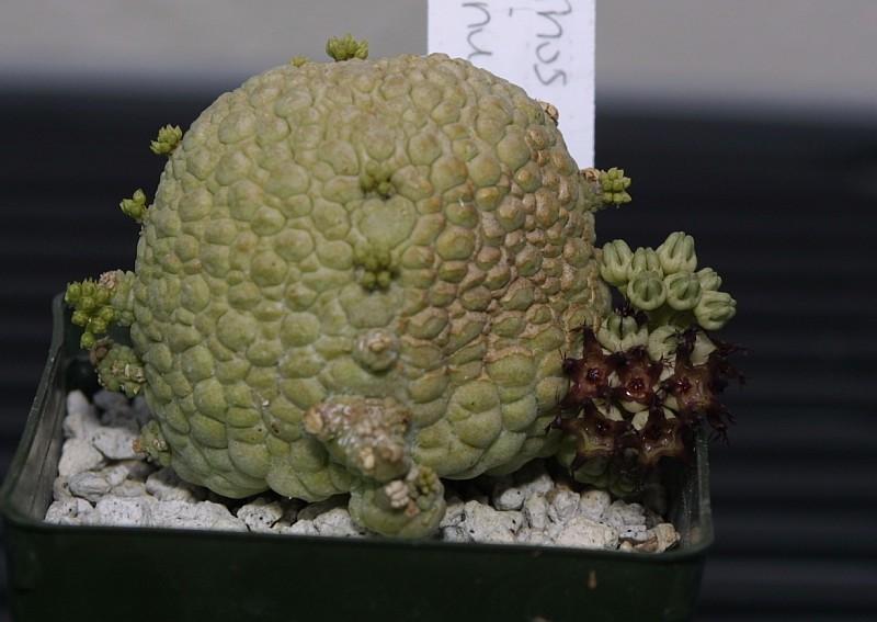 Pseudolithos migiurtinus