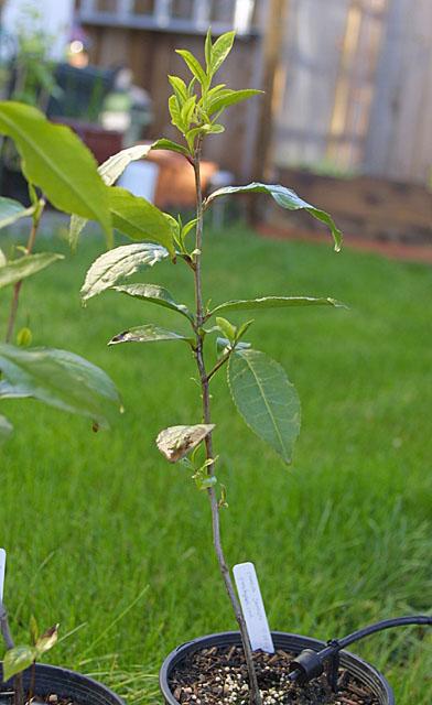 Camellia sinensis