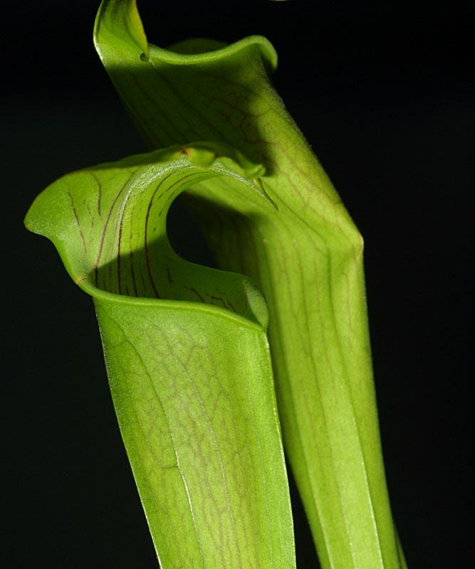 Sarracenia alata Tyler Co.TX