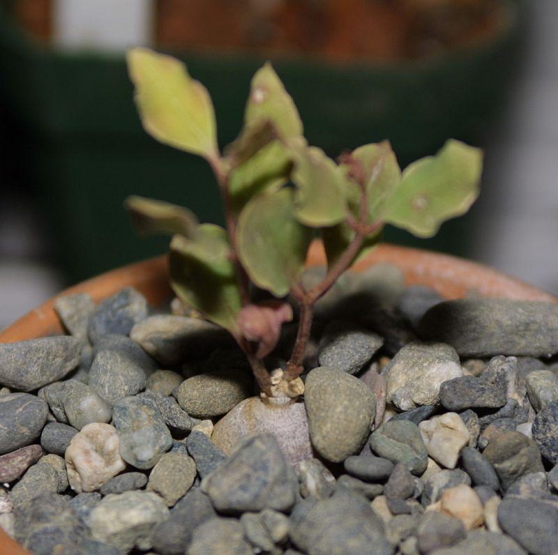 Ceropegia multiflora ssp. tentaculata