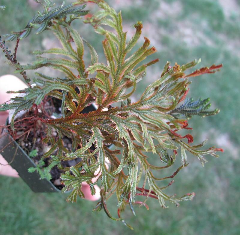 Selaginella erythropus