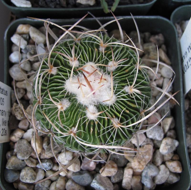 Stenocactus multicostatus