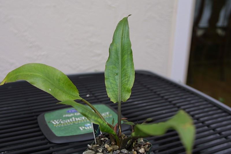 Cryptocoryne ciliata