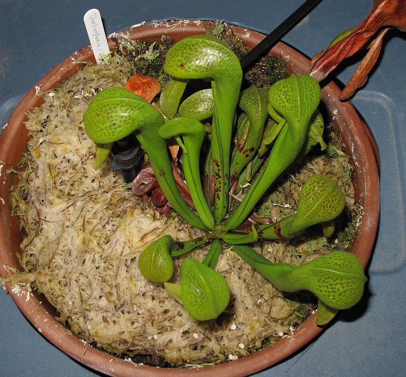 Darlingtonia californica