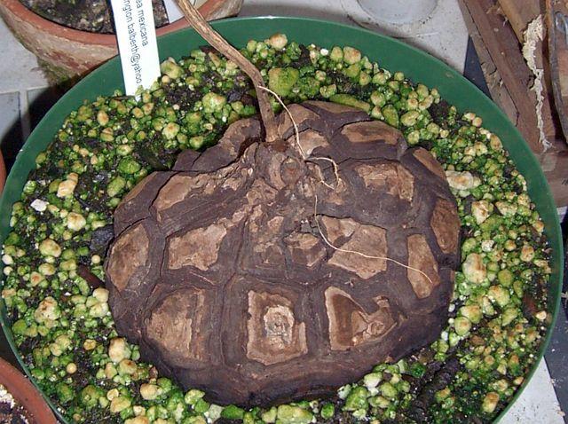 Dioscorea mexicana