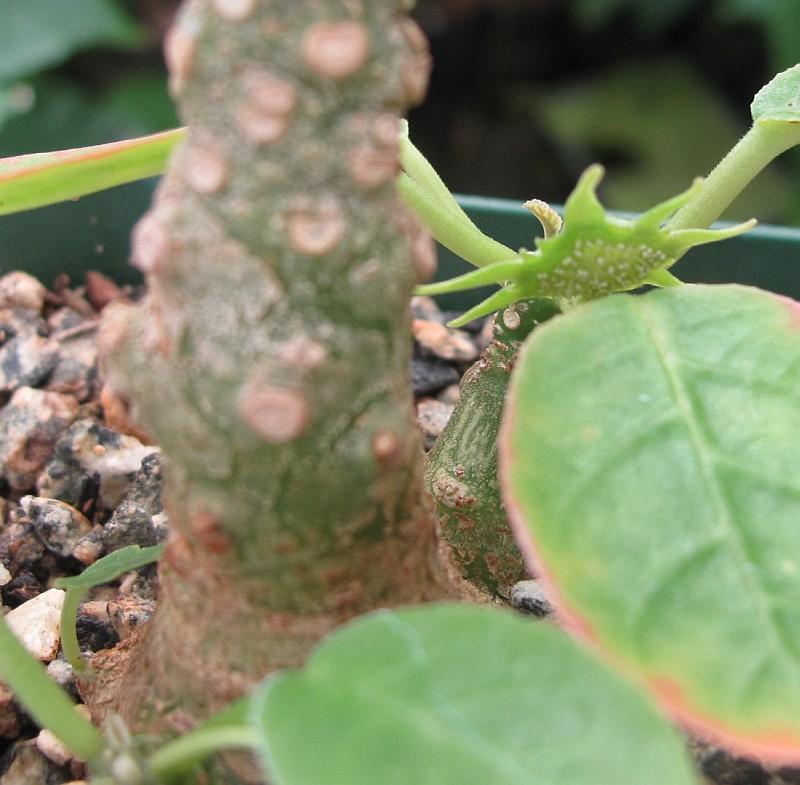 Dorstenia foetida