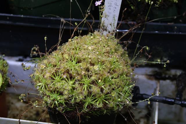 Drosera occidentalis x pulchella