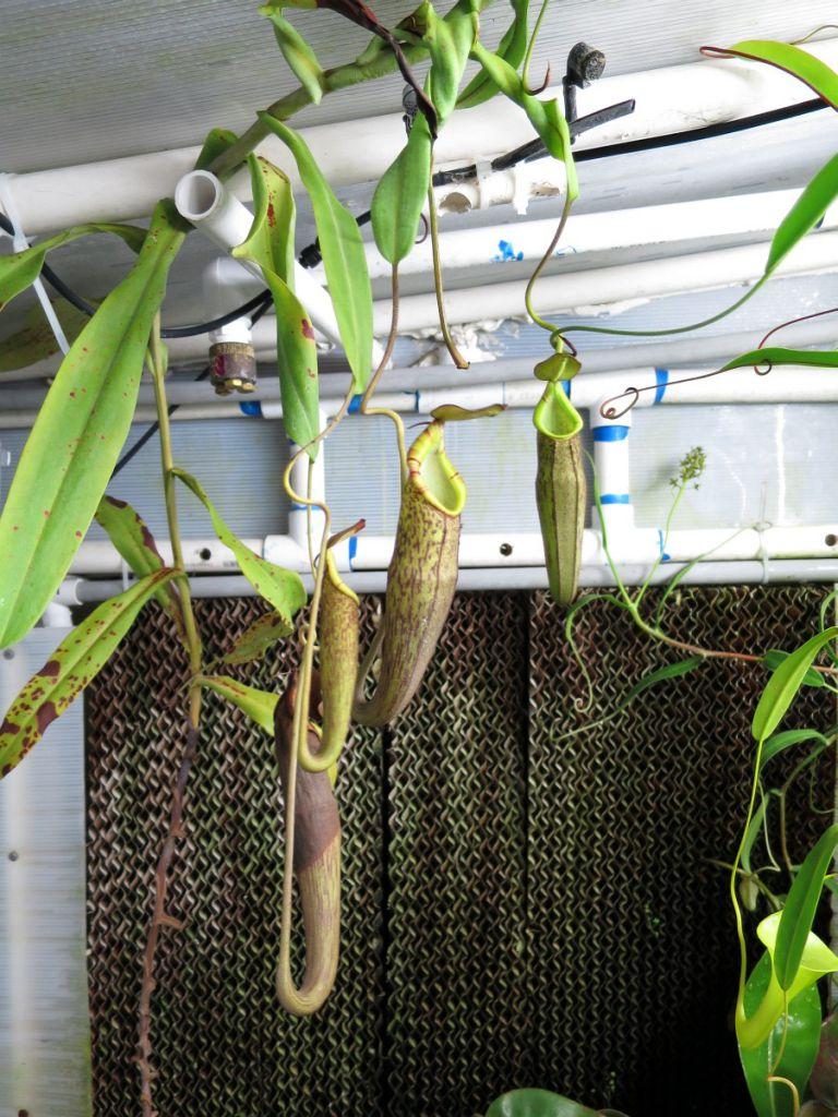 Nepenthes lavicola