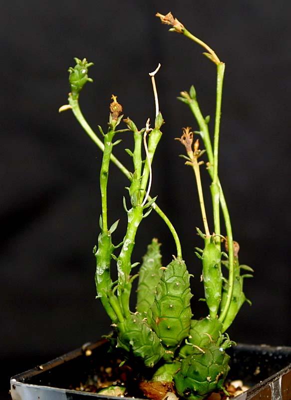 Euphorbia globosa