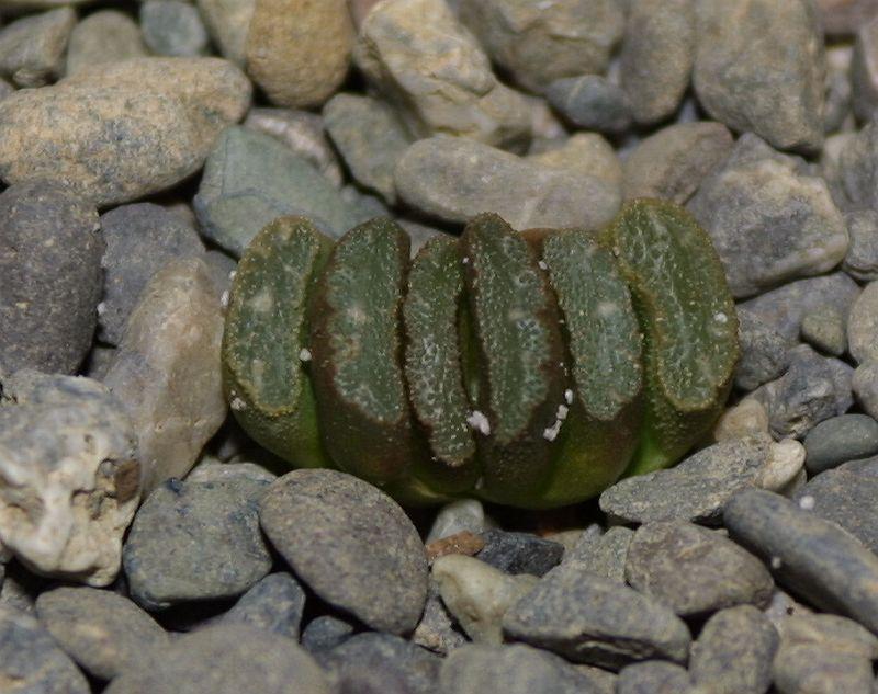 Haworthia truncata