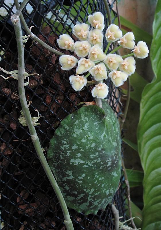 Hoya imbricata