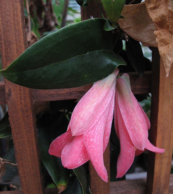 Lapageria rosea Red