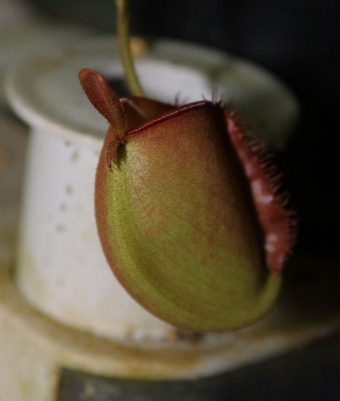 Nepenthes ampullaria Brunei Red