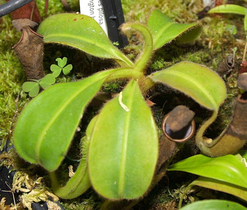 Nepenthes pilosa