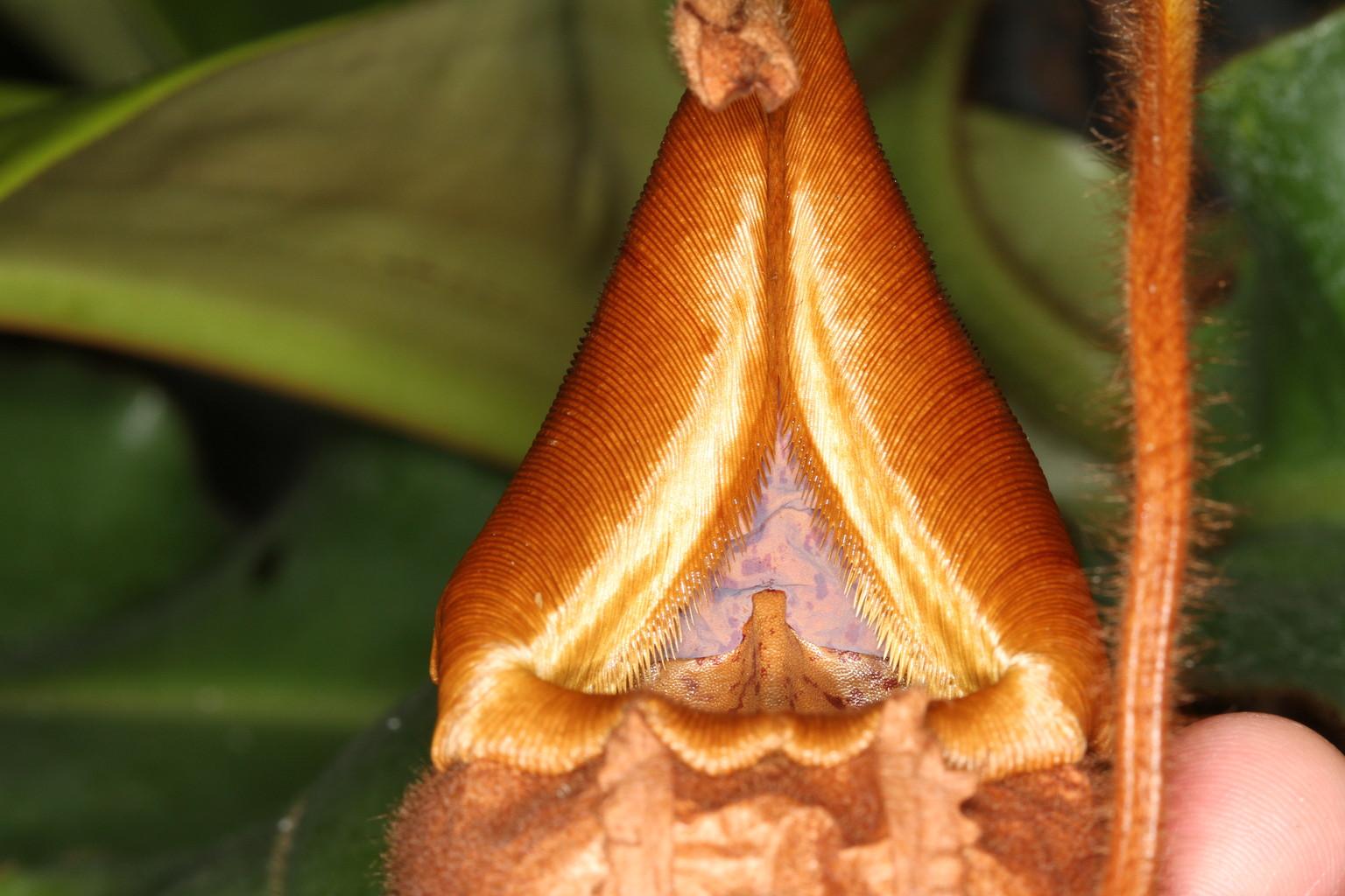 Nepenthes veitchii 