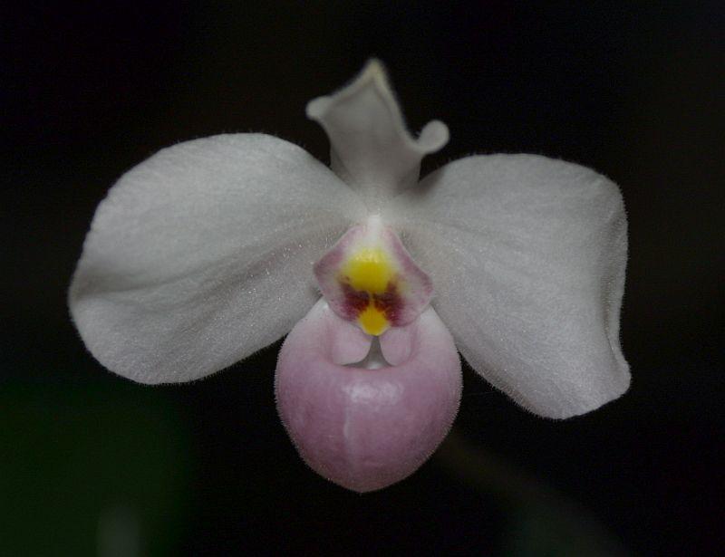 Paphiopedilum delenatii